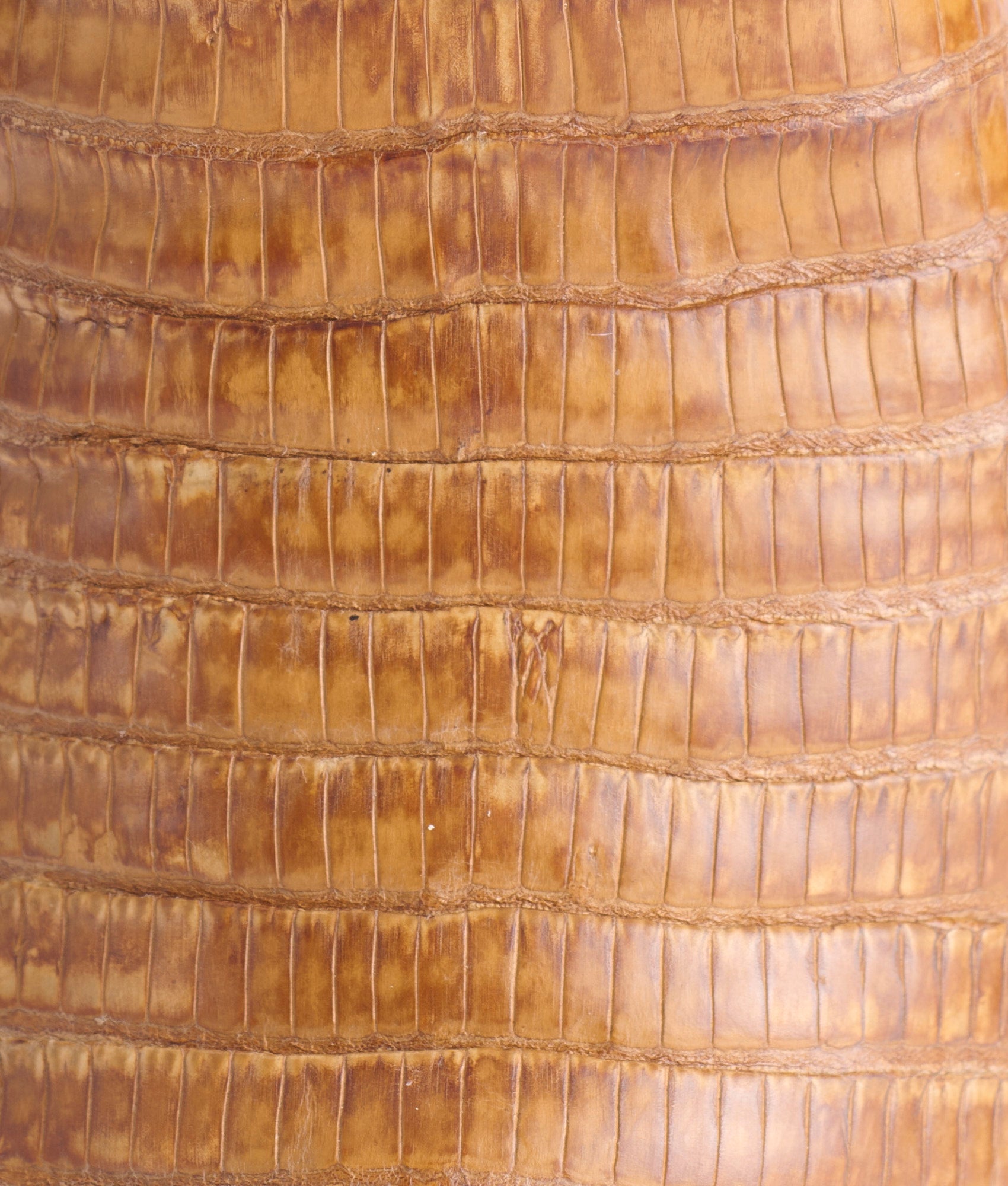 Dale Exotic :: Tan - Image 8