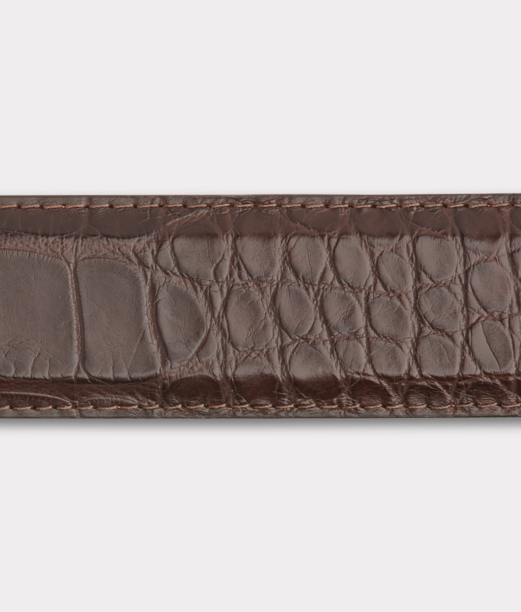 American Alligator :: Chocolate - Image 6